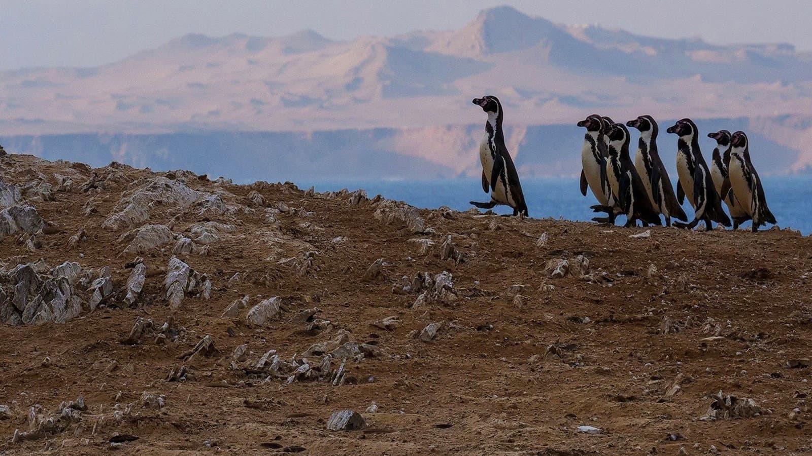 Wild Peru: Andes Battleground