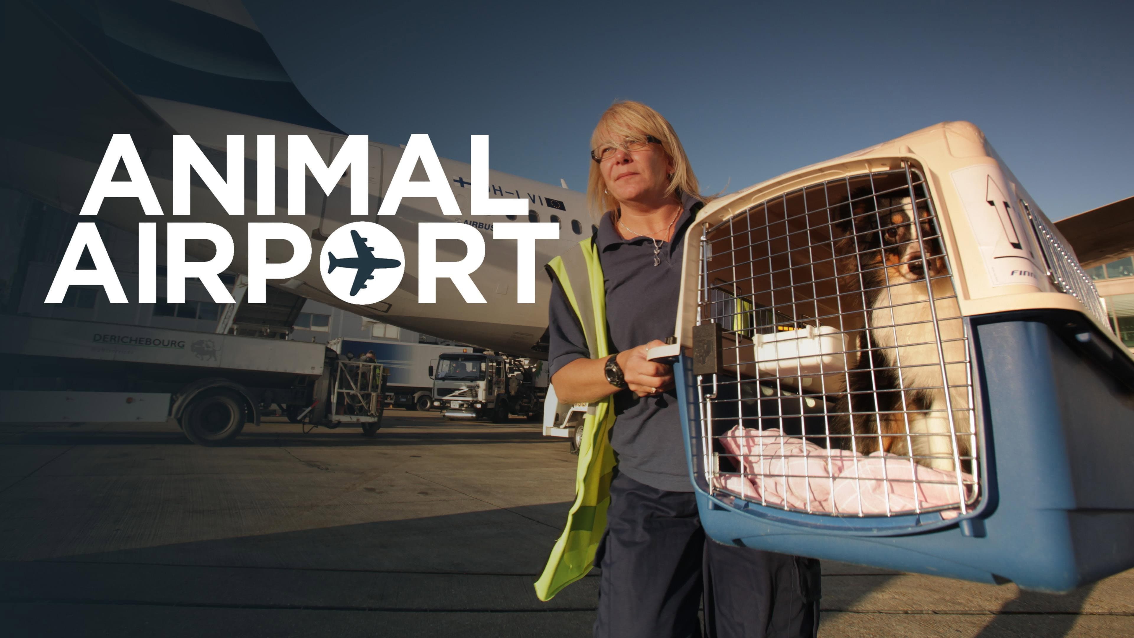 Animal Airport