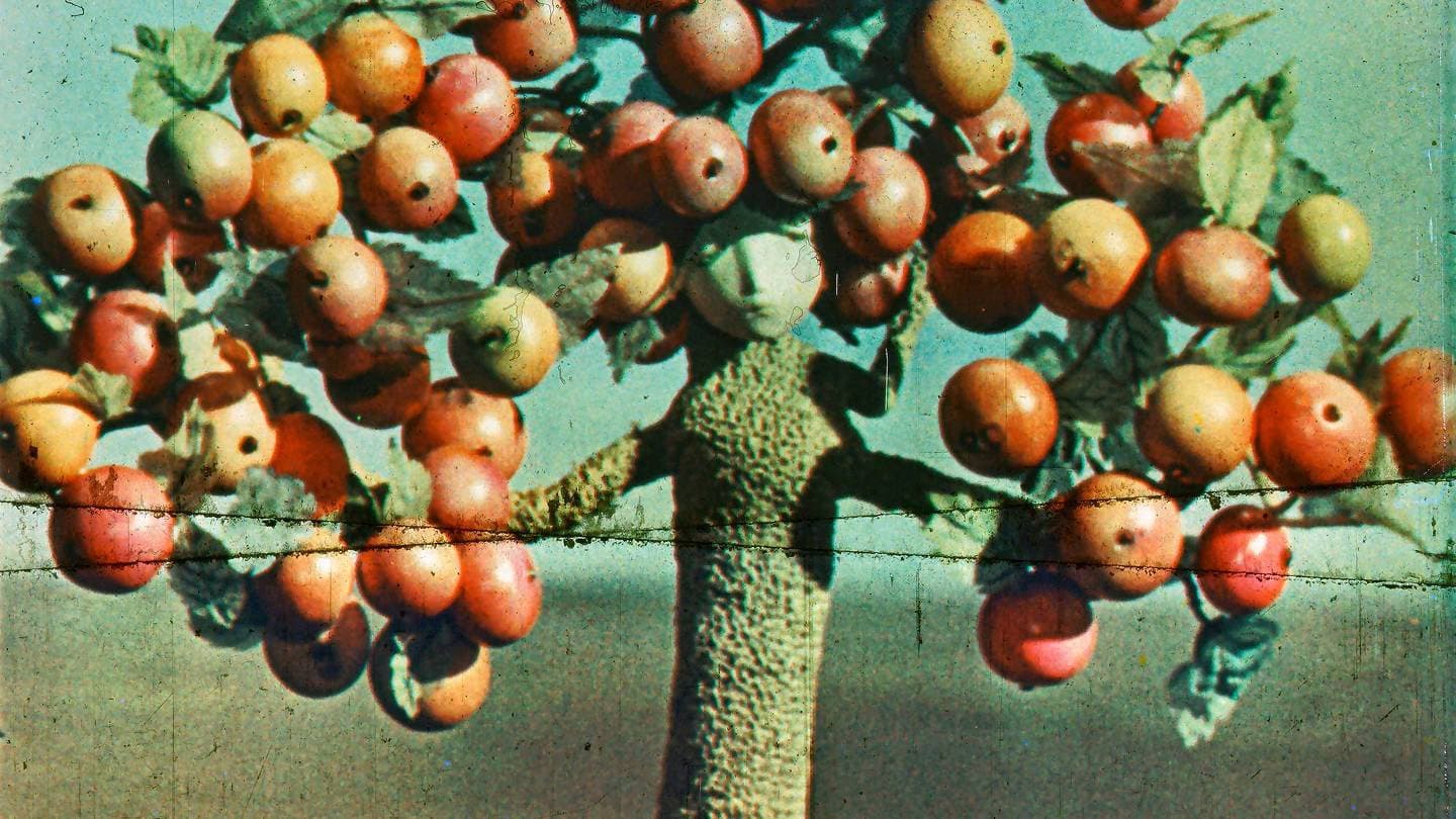 Apple Tree