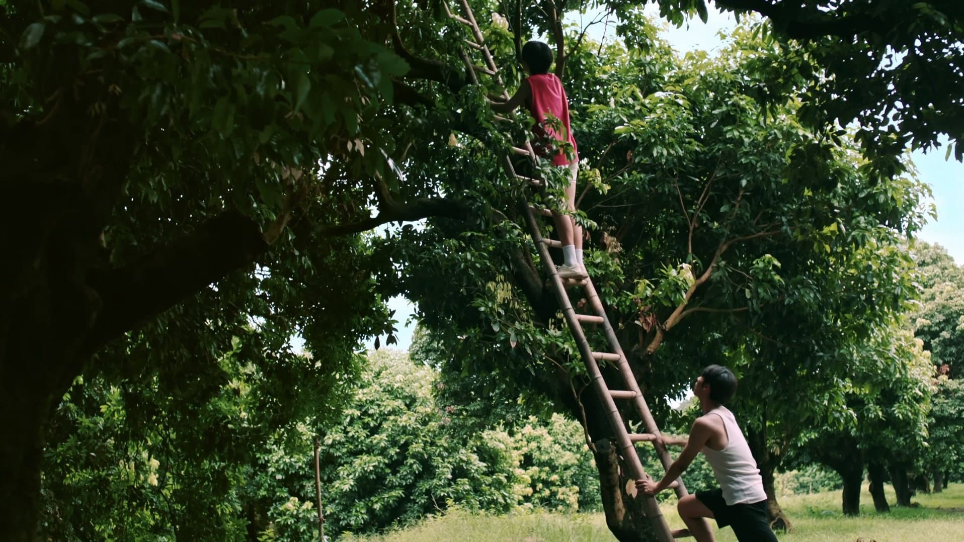 Secrets Happened on the Litchi Island