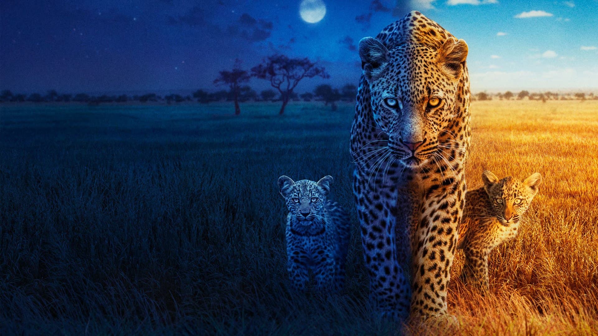 Big Cats 24/7